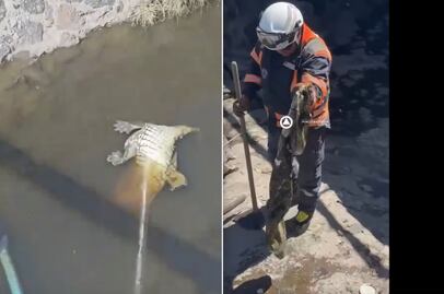 ¡Era de plástico! Rescatan cocodrilo inflable; flotaba en un dren