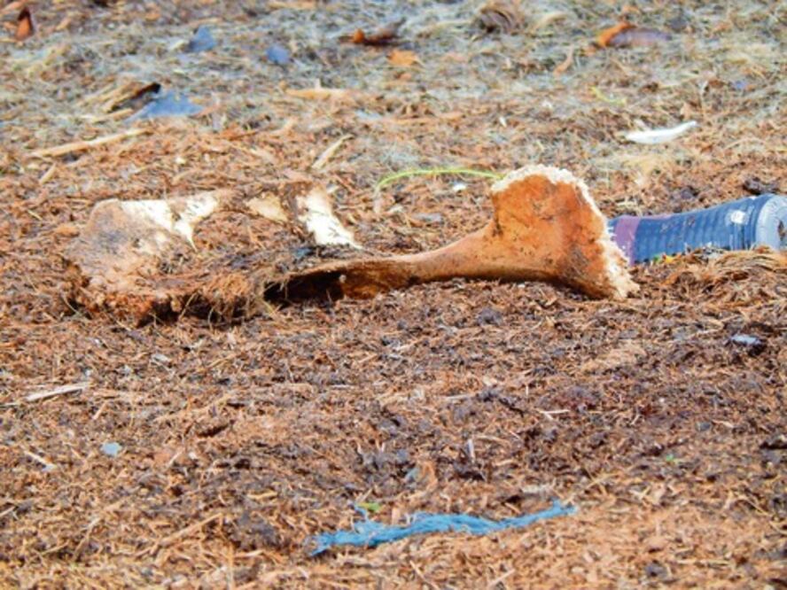 Detectan restos animales en zonas de cultivo