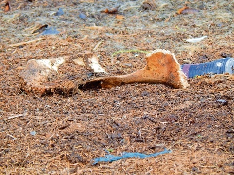 Detectan restos animales en zonas de cultivo