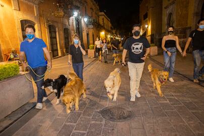 Paseo perruno: lomitos se apoderan de las calles del Centro Histórico
