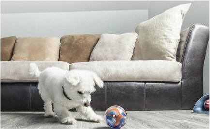 Elige a tu mascota robot