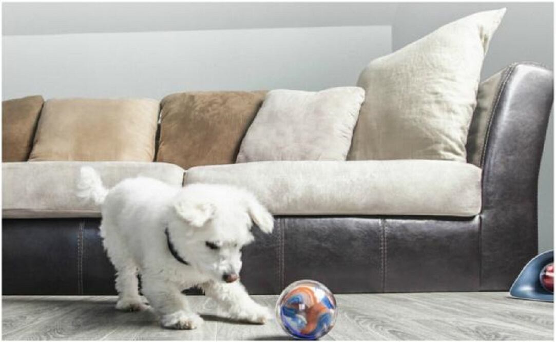 Perros, gatos y otros animales han sido “clonados” para crear juguetes electrónicos que respondan a comandos de voz y sigan las órdenes de los humanos