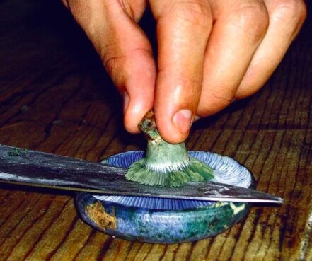 Conoce el hongo azul y sus beneficios