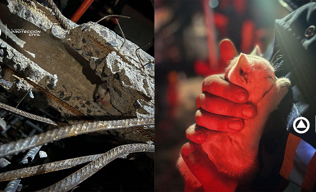 Rescatan a gatito atorado en un poste de concreto en El Marqués