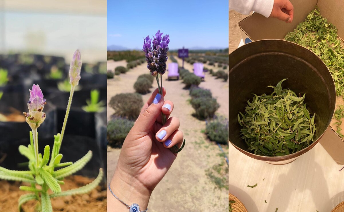 Granja Lavyn, campos de lavanda y plantas aromáticas en Tequisquiapan