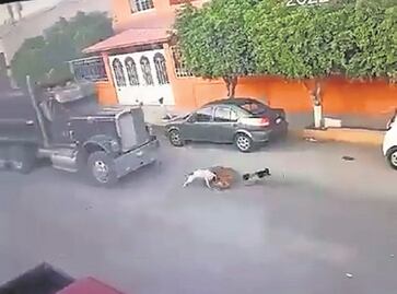 Habrá juicio penal para el conductor que atropelló a dos perritos en Querétaro