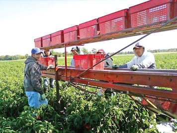 Aplicarán estrategias para impulsar campo 
