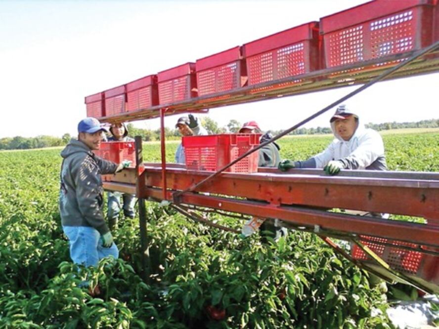 Aplicarán estrategias para impulsar campo 
