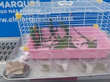 Aseguran iguanas y tortugas por presunta venta irregular en El Marqués