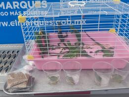 Aseguran iguanas y tortugas por presunta venta irregular en El Marqués