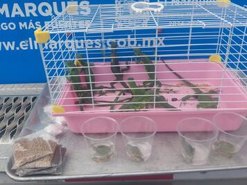 Aseguran iguanas y tortugas por presunta venta irregular en El Marqués