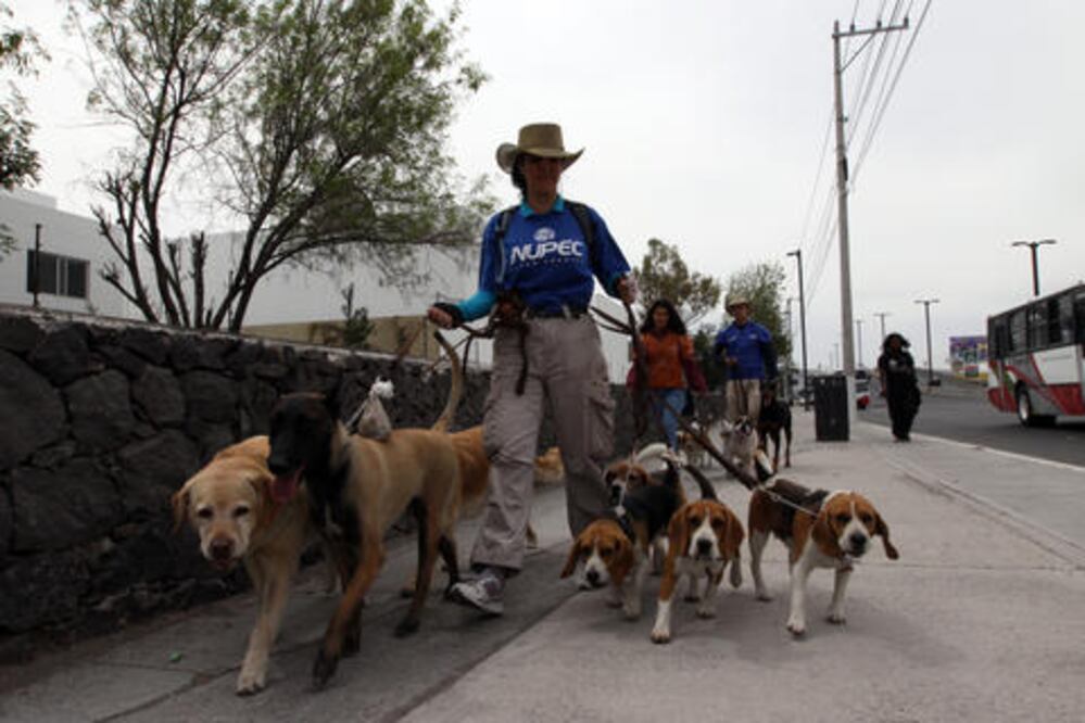 Proponen registro de paseadores de  perros en la capital