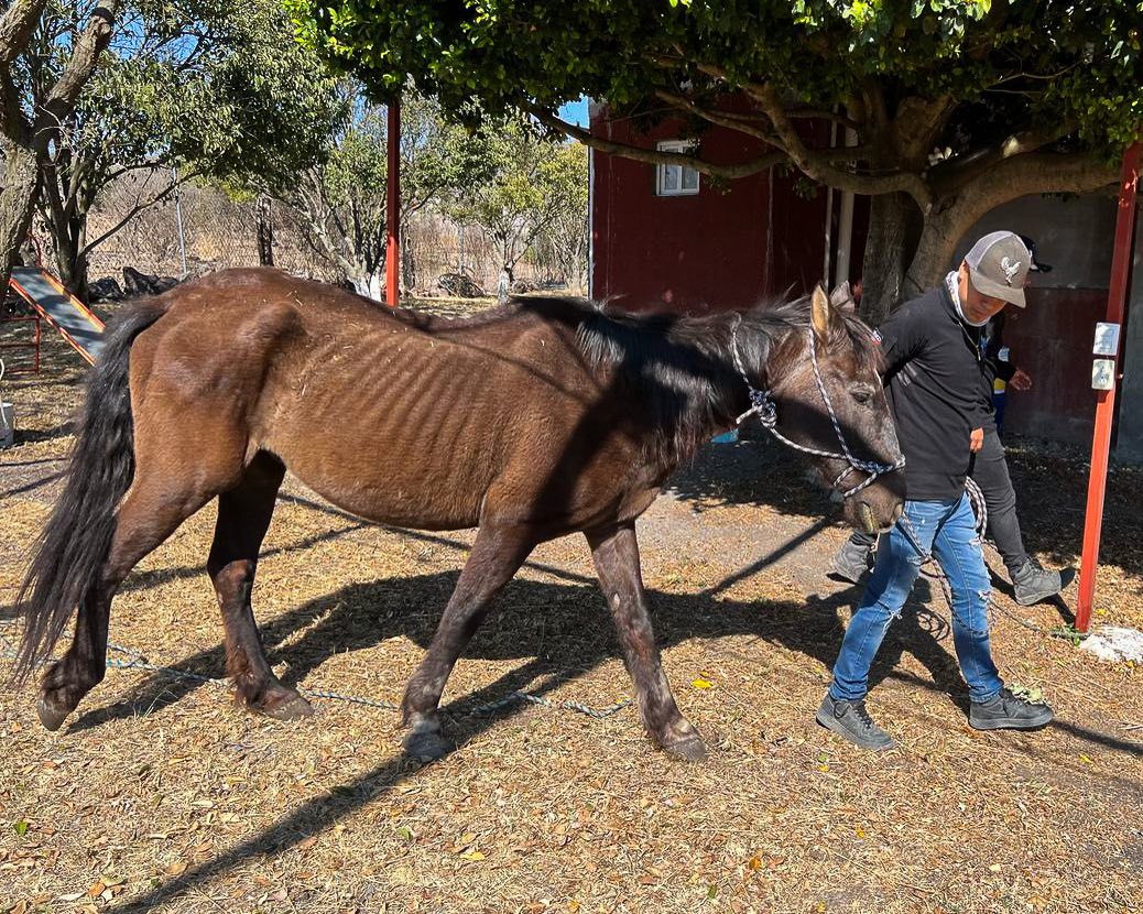 Rescatan caballo en estado de desnutrición en El Marqués