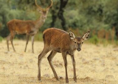 Desarrollan albergues para animales 