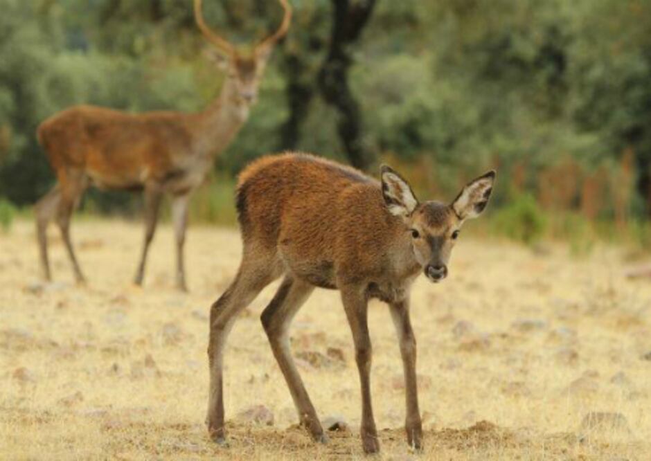 Desarrollan albergues para animales 