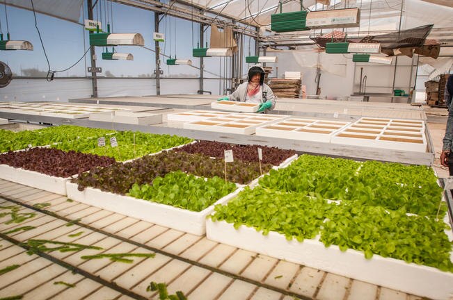 Lechugas. Agricultura protegida