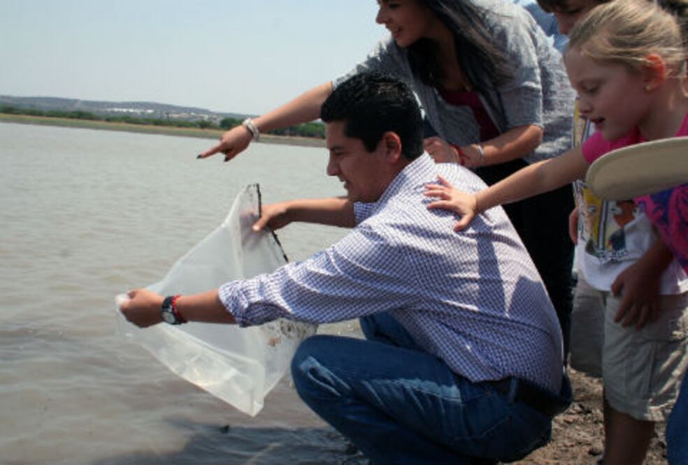 Entregan 32 mil crías de tilapia en TX