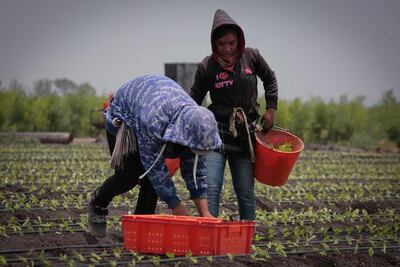 Invertirán 331 mdp en programas agrícolas