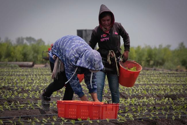 Invertirán 331 mdp en programas agrícolas