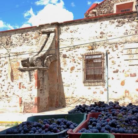 Vendimias de Querétaro. Calendario para disfrutar las fiestas de vino en 2022