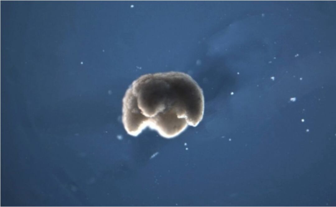 Foto: DOUGLAS BLACKISTON