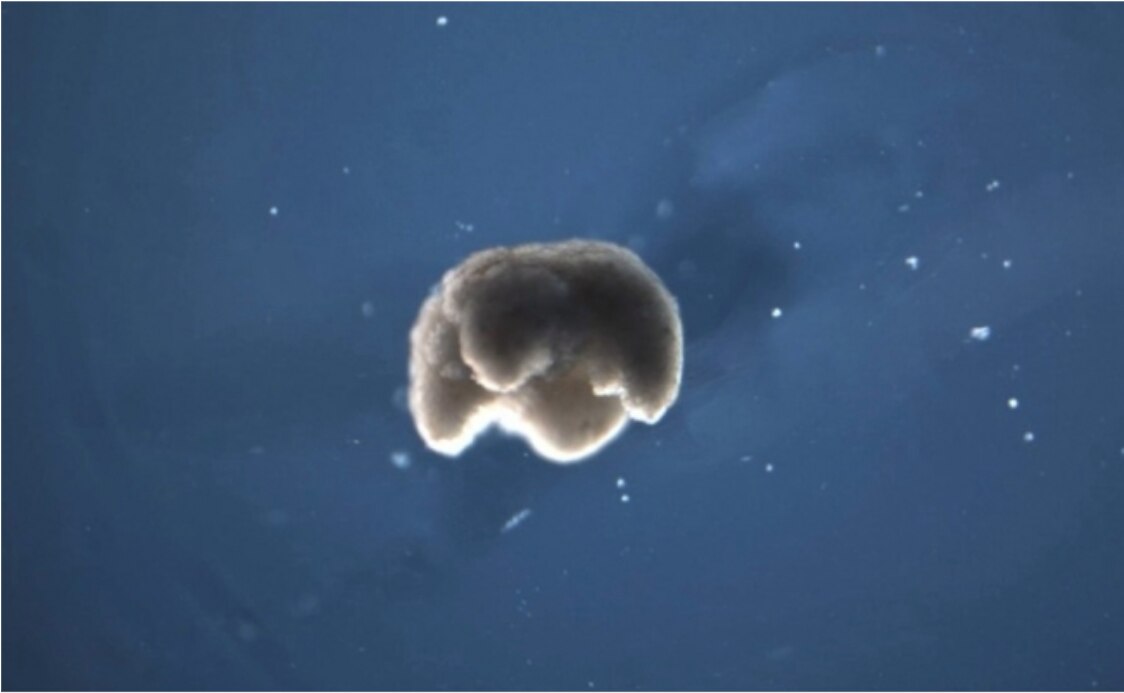 Por primera vez, crean "maquinas vivientes" a partir de células de rana