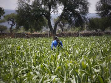 Buenas expectativas en producción 