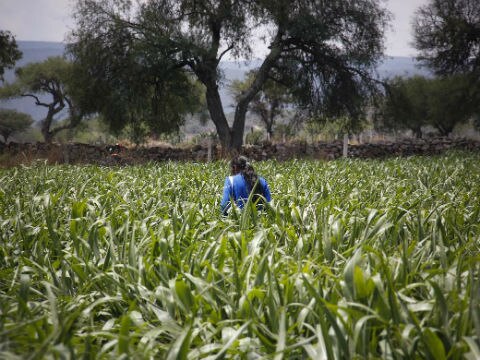 Buenas expectativas en producción