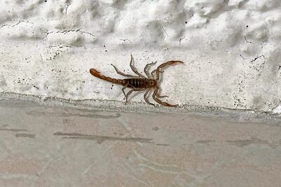 Lanzan alerta por bichos ponzoñosos