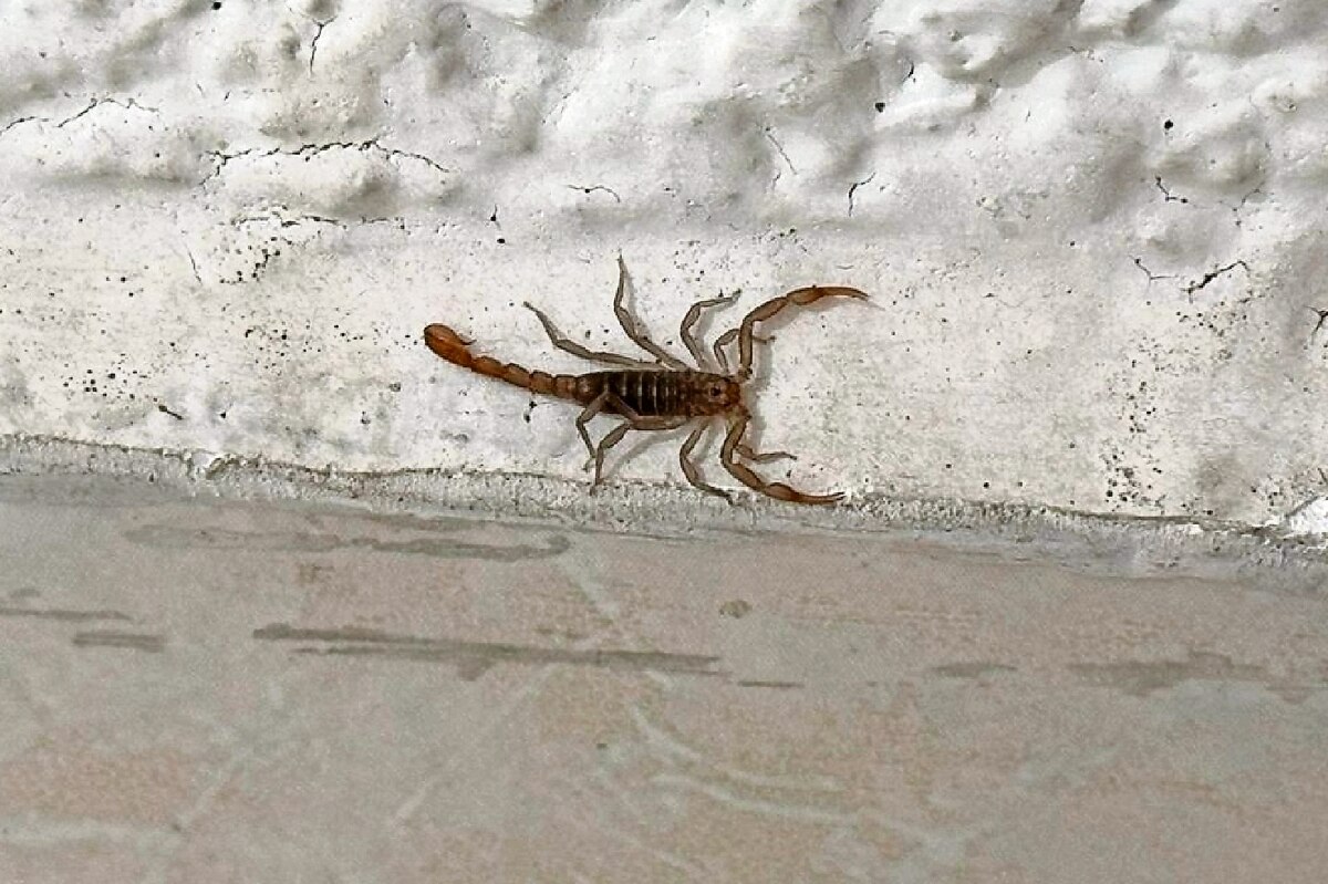 Lanzan alerta por bichos ponzoñosos