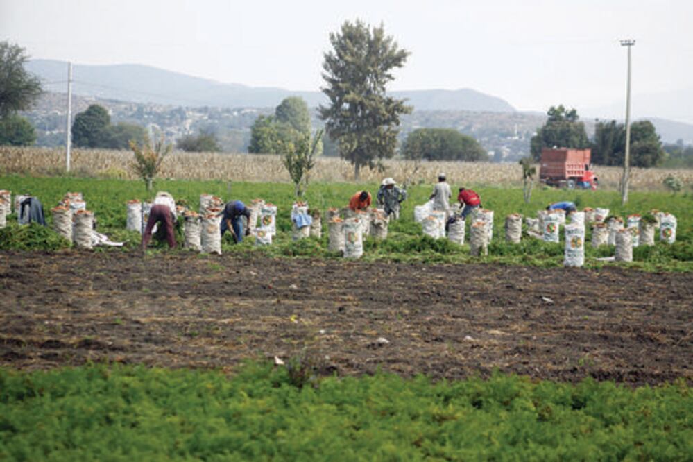 El campo debe tener más oportunidades: UAQ