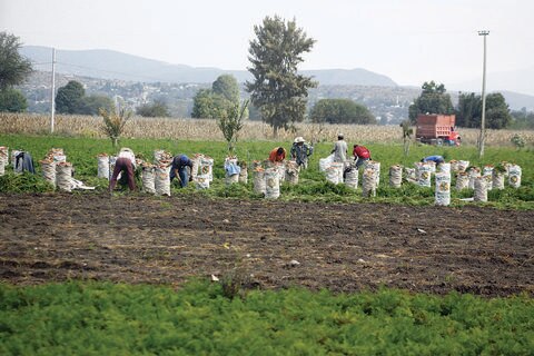 El campo debe tener más oportunidades: UAQ