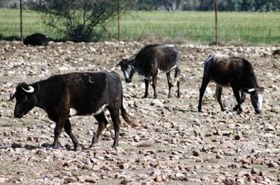 Ganaderos pierden 10 mdp por robos