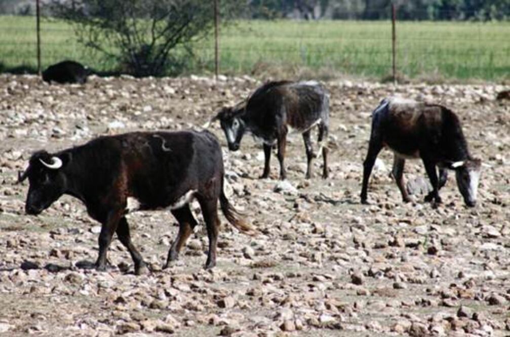 Ganaderos pierden 10 mdp por robos