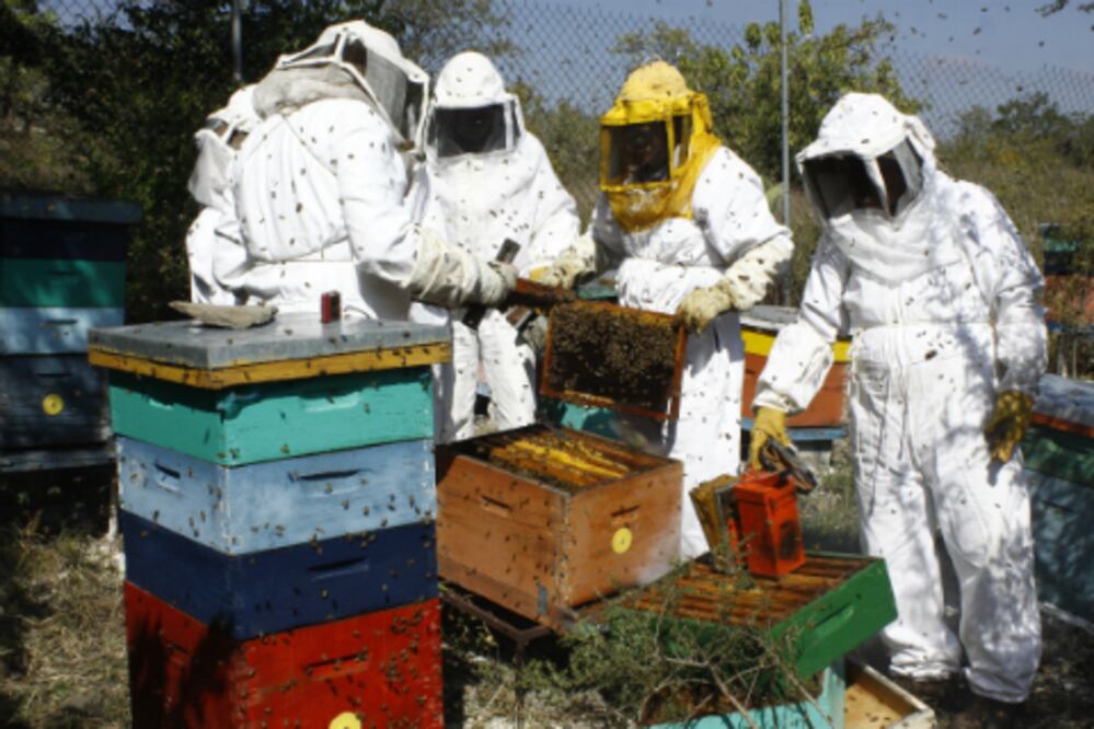  Disminuye actividad apícola