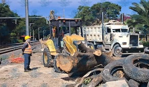 Gobierno de Querétaro no permitirá tala de árboles por obras del tren