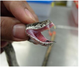 Estudiante analiza veneno de la víbora de cascabel