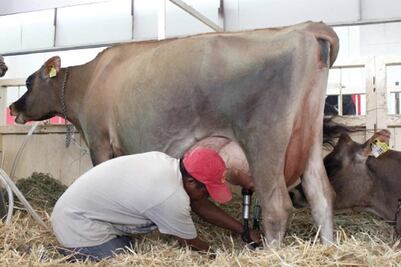 Darán 30 mdp al sector ganadero