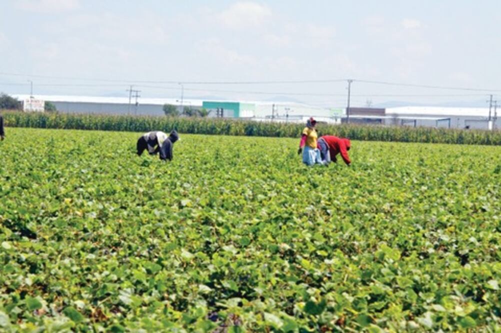Aumenta presupuesto para el campo: Valdés