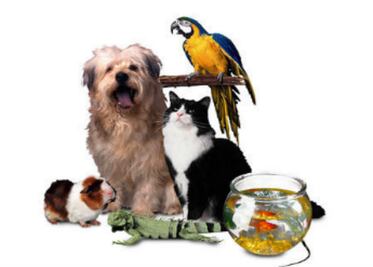 Llaman a adoptar animales en Navidad