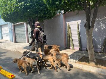 Corregidora reglamentará a los paseadores de perros