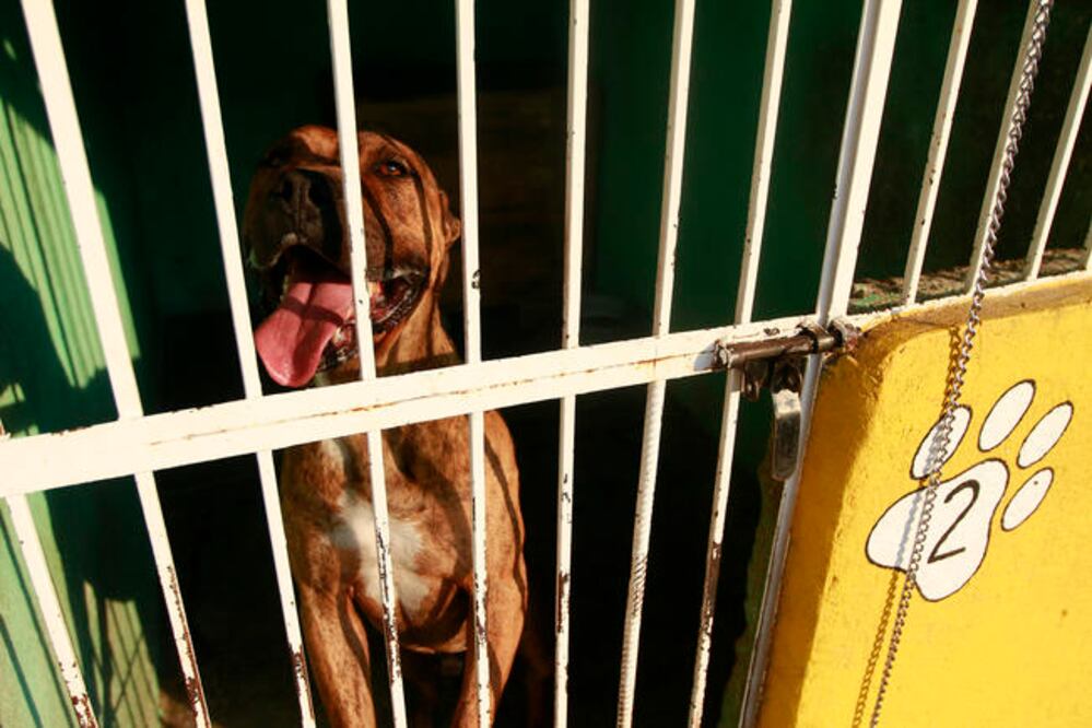 Demandas. Asociaciones de protección animal impondrán una denuncia a los municipios de SJR y Colón. Foto: ARCHIVO EL UNIVERSAL