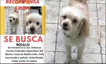 Video. Buscan a Bolillo en Querétaro; el lomito se perdió en Cerrito Colorado