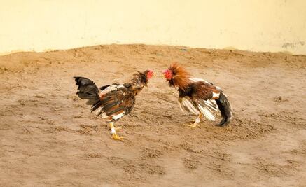 Prohibirán las peleas de gallos en el municipio queretano de El Marqués