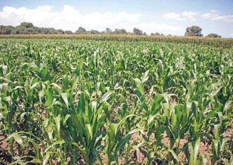 Pronostican buen año para cultivo