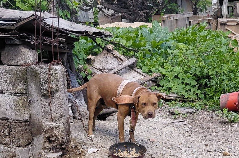 Rescatan a un perrito tipo pitbull en condición de maltrato en El Marqués