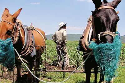 Despachos estafan a campesinos