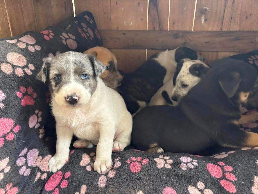 San Juan del Río impulsa la adopción responsable de mascotas. Foto: Facebook Cuidado Animal SJR