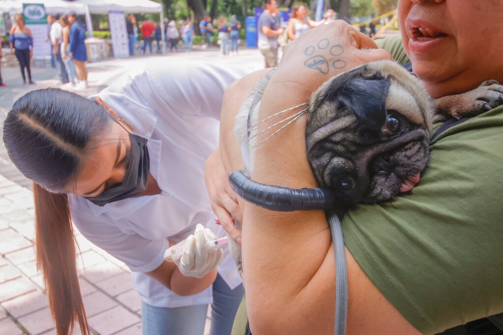 Vacunan y esterilizan a lomitos en la Alameda Hidalgo de Querétaro