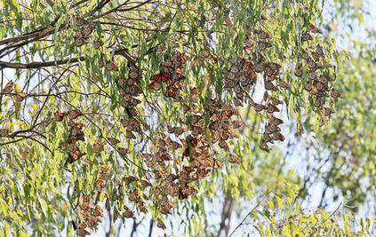 Cimatario registra mayor arribo de la mariposa monarca